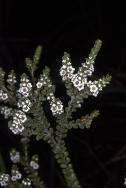 APII jpeg image of Baeckea imbricata  © contact APII