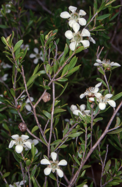 APII jpeg image of Leptospermum sejunctum  © contact APII