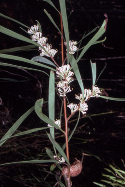 APII jpeg image of Hakea eriantha  © contact APII