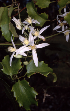APII jpeg image of Clematis aristata  © contact APII