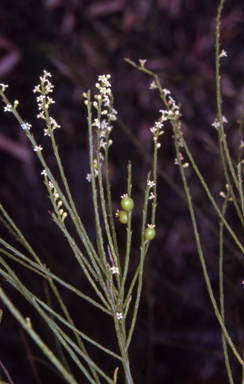 APII jpeg image of Choretrum candollei  © contact APII