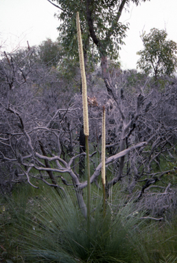 APII jpeg image of Xanthorrhoea resinosa  © contact APII
