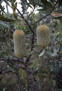 APII jpeg image of Banksia serrata  © contact APII