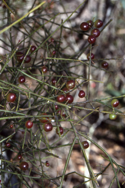 APII jpeg image of Leptomeria acida  © contact APII