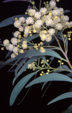 APII jpeg image of Acacia falciformis  © contact APII