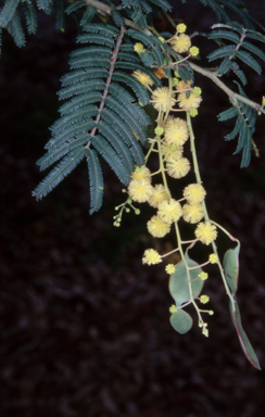 APII jpeg image of Acacia oshanesii  © contact APII