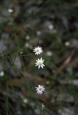 APII jpeg image of Actinotus minor  © contact APII