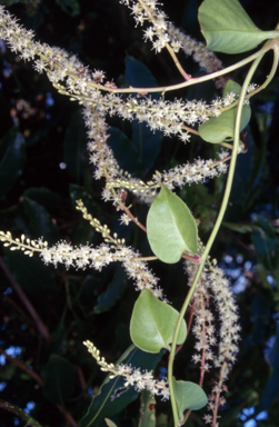 APII jpeg image of Anredera cordifolia  © contact APII