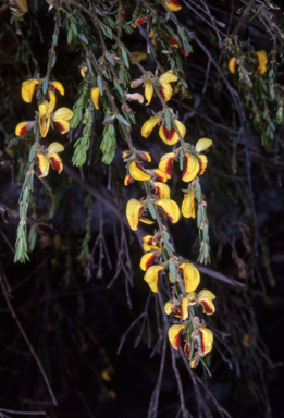 APII jpeg image of Aotus ericoides  © contact APII