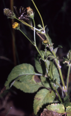 APII jpeg image of Bidens pilosa  © contact APII
