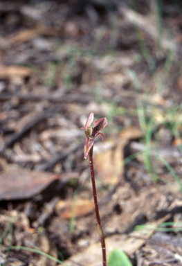 APII jpeg image of Chiloglottis trapeziformis  © contact APII