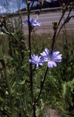 APII jpeg image of Cichorium intybus  © contact APII