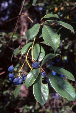 APII jpeg image of Cissus hypoglauca  © contact APII