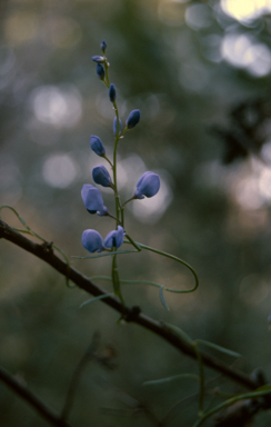 APII jpeg image of Comesperma volubile  © contact APII