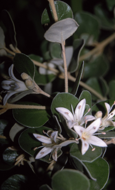 APII jpeg image of Correa alba var. alba  © contact APII