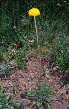 APII jpeg image of Craspedia aurantia var. jamesii  © contact APII