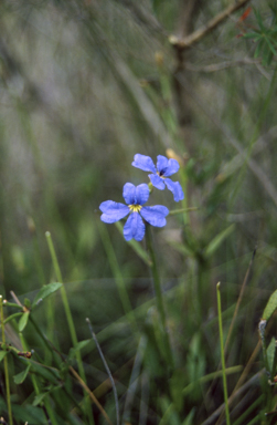 APII jpeg image of Dampiera stricta  © contact APII