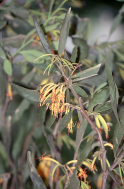 APII jpeg image of Dendrophthoe vitellina  © contact APII