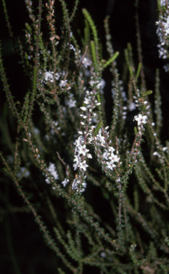 APII jpeg image of Epacris microphylla  © contact APII