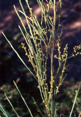 APII jpeg image of Exocarpos strictus  © contact APII