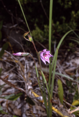 APII jpeg image of Gladiolus gueinzii  © contact APII