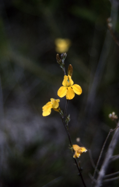 APII jpeg image of Goodenia bellidifolia subsp. bellidifolia  © contact APII