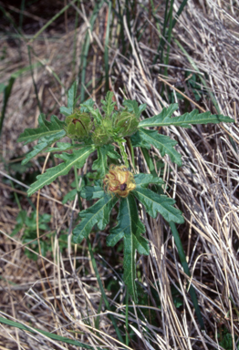 APII jpeg image of Hibiscus verdcourtii  © contact APII