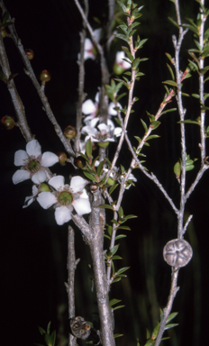 APII jpeg image of Leptospermum squarrosum  © contact APII