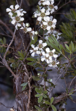 APII jpeg image of Leptospermum trinervium  © contact APII