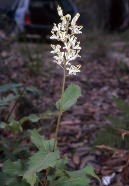 APII jpeg image of Lomatia ilicifolia  © contact APII