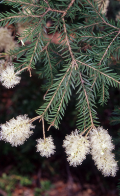 APII jpeg image of Melaleuca decora  © contact APII