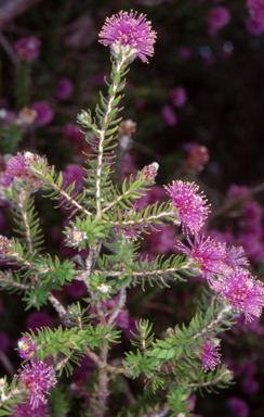 APII jpeg image of Melaleuca squamea  © contact APII