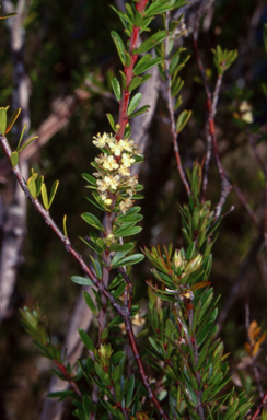 APII jpeg image of Micrantheum hexandrum  © contact APII