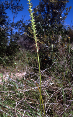 APII jpeg image of Microtis rara  © contact APII