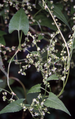 APII jpeg image of Muehlenbeckia gracillima  © contact APII