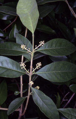 APII jpeg image of Notelaea longifolia f. longifolia  © contact APII