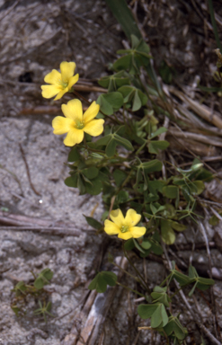 APII jpeg image of Oxalis perennans  © contact APII