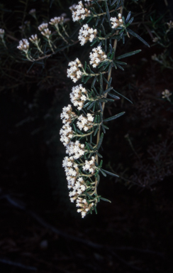 APII jpeg image of Ozothamnus thyrsoideus  © contact APII