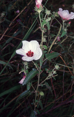 APII jpeg image of Pavonia hastata  © contact APII