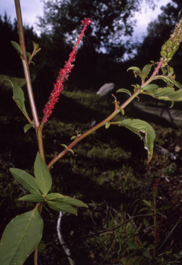 APII jpeg image of Phytolacca octandra  © contact APII