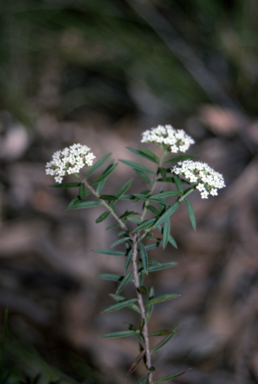 APII jpeg image of Platysace lanceolata  © contact APII