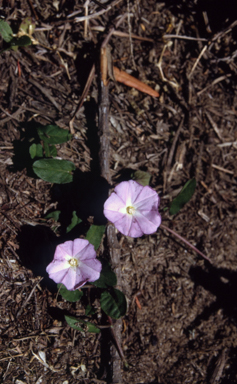 APII jpeg image of Polymeria calycina  © contact APII