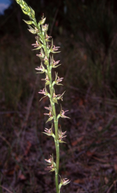 APII jpeg image of Prasophyllum sylvestre  © contact APII