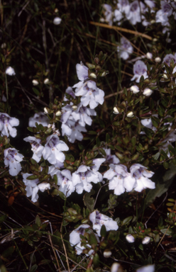 APII jpeg image of Prostanthera saxicola var. montana  © contact APII