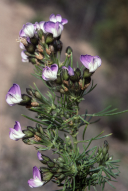 APII jpeg image of Psoralea pinnata  © contact APII