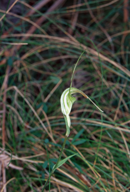 APII jpeg image of Pterostylis decurva  © contact APII