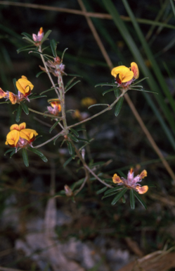 APII jpeg image of Pultenaea linophylla  © contact APII