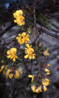 APII jpeg image of Pultenaea mollis  © contact APII