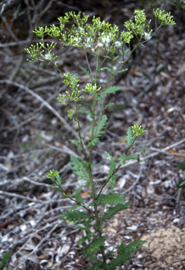 APII jpeg image of Senecio biserratus  © contact APII