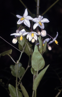 APII jpeg image of Solanum laxum  © contact APII